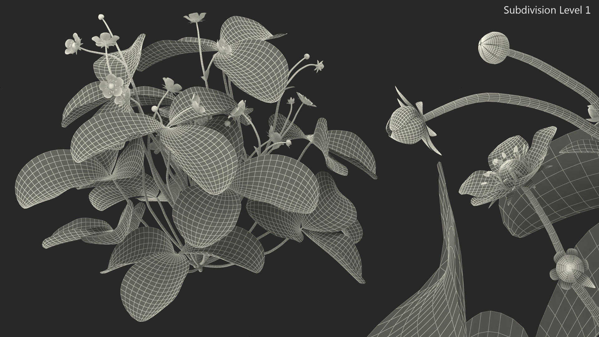 3D model Blooming Strawberry Plant