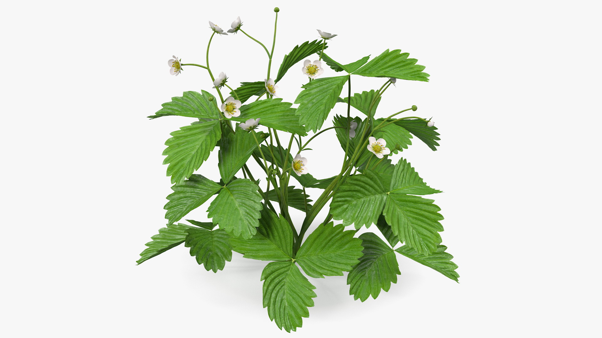 3D model Blooming Strawberry Plant