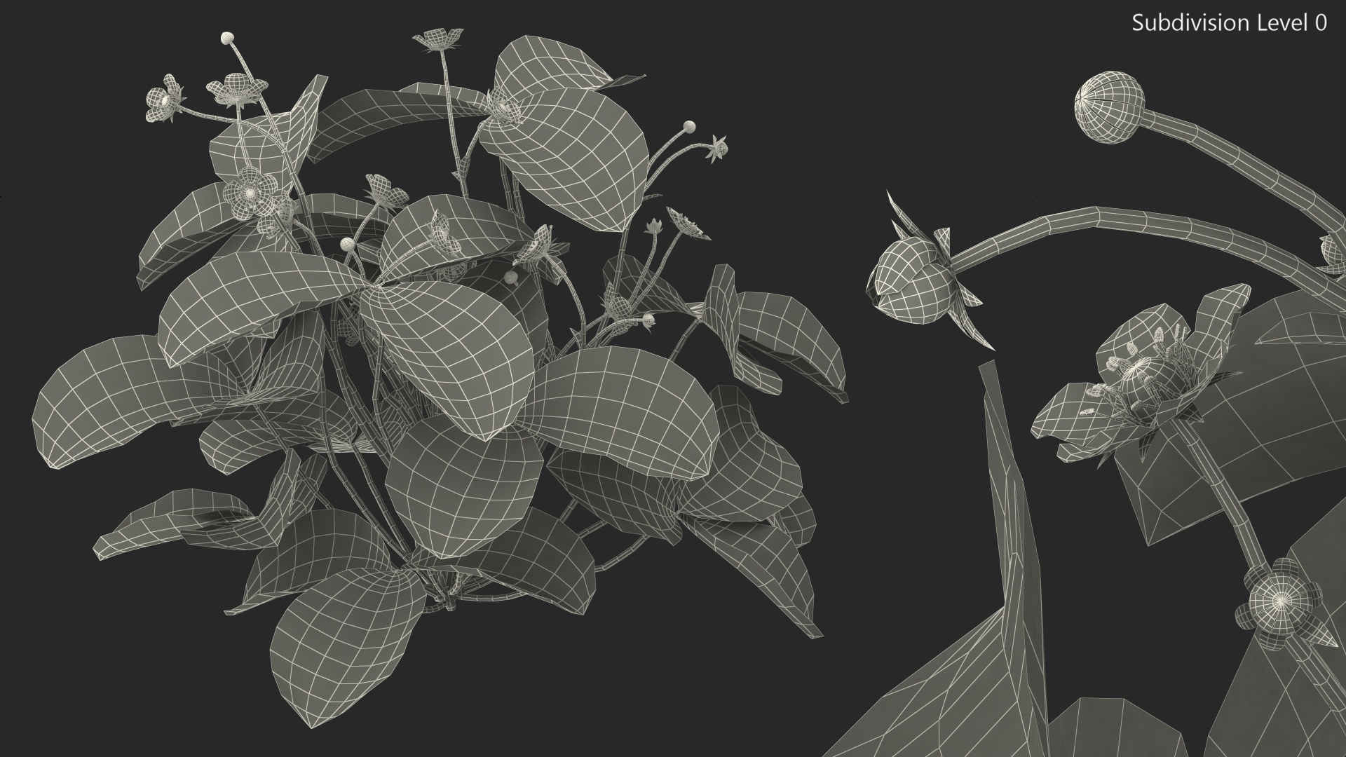 3D model Blooming Strawberry Plant