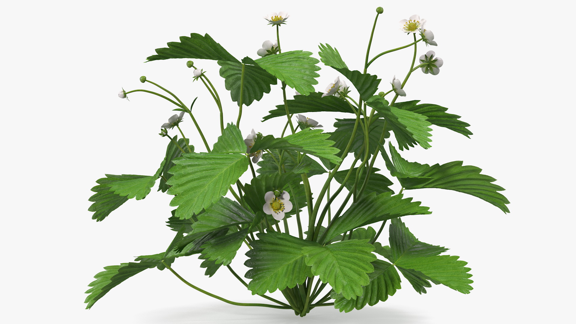 3D model Blooming Strawberry Plant