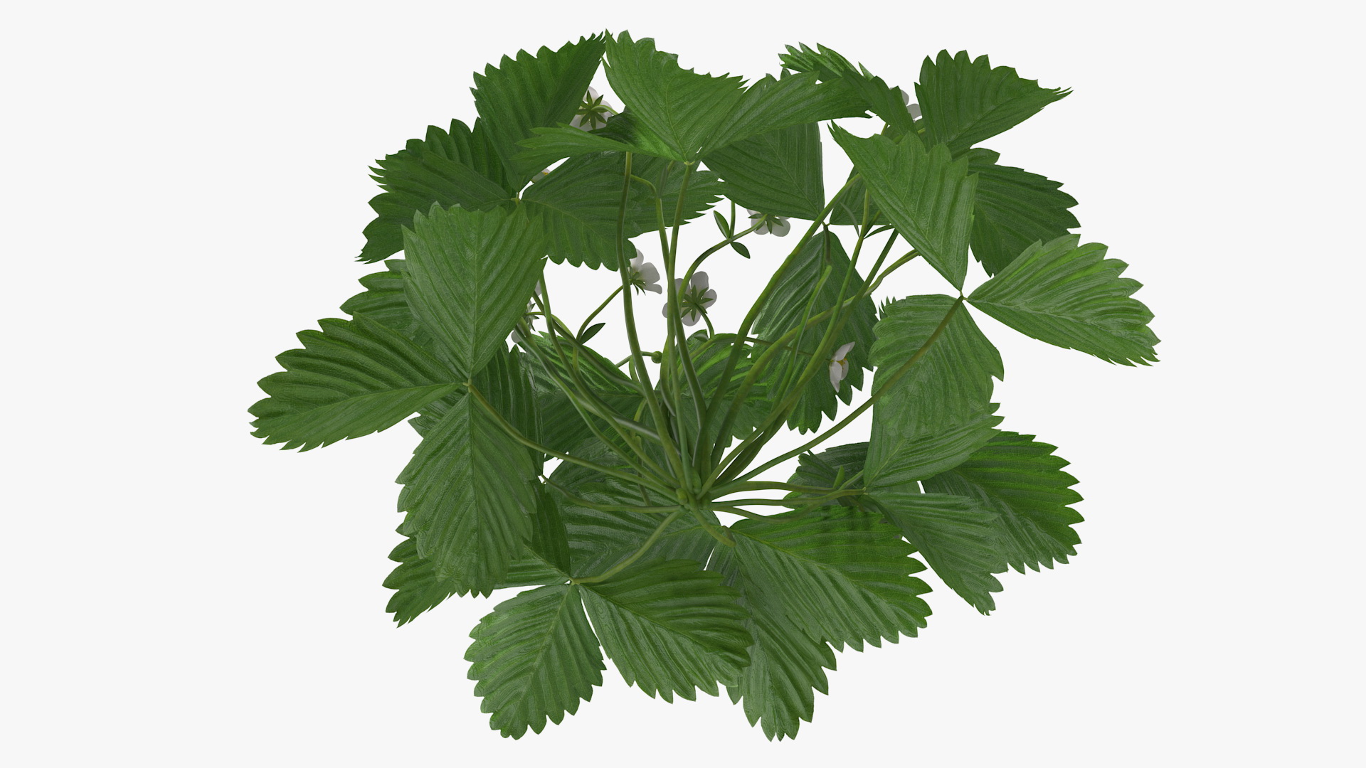 3D model Blooming Strawberry Plant