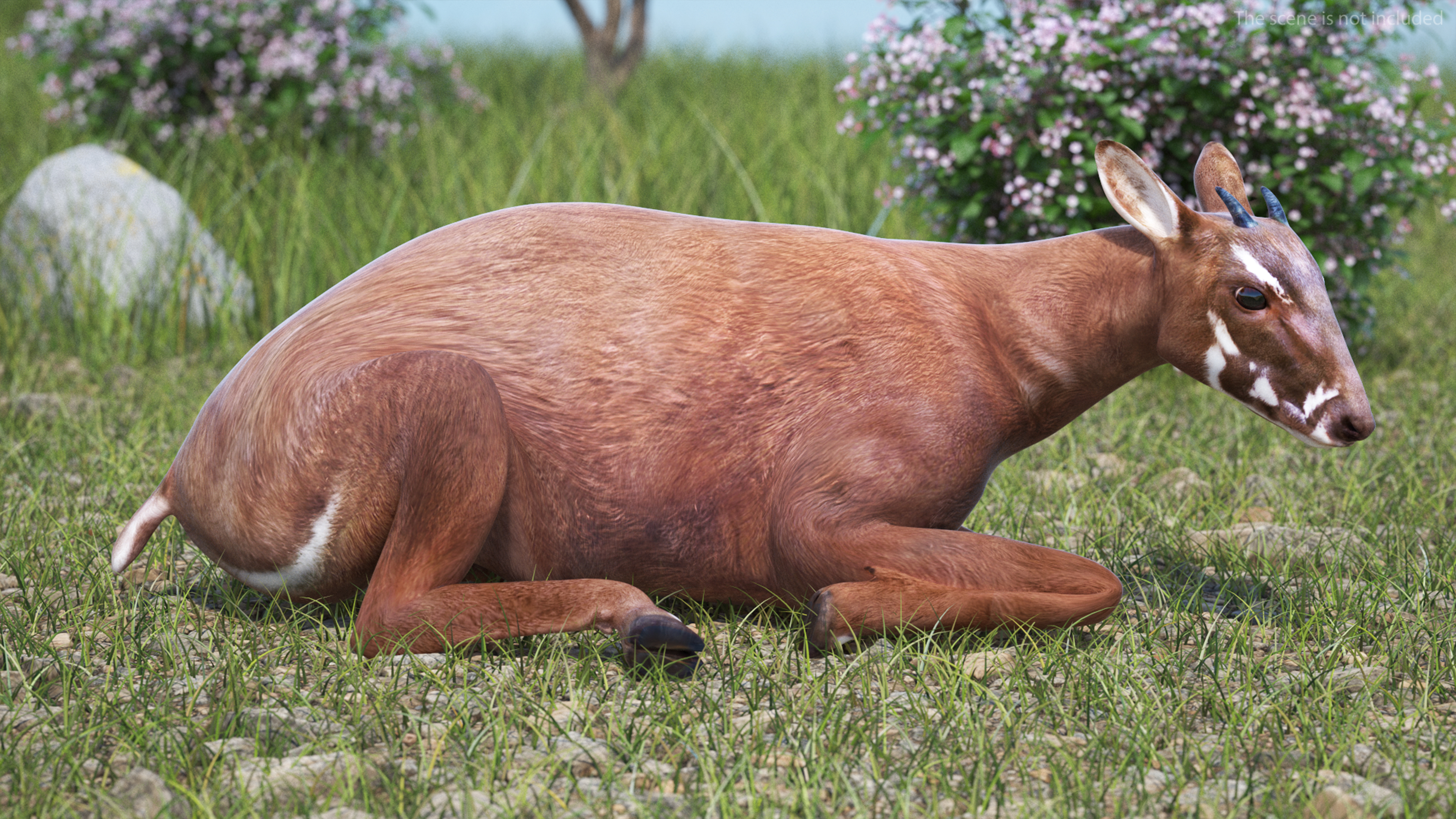 Saola Rigged 3D