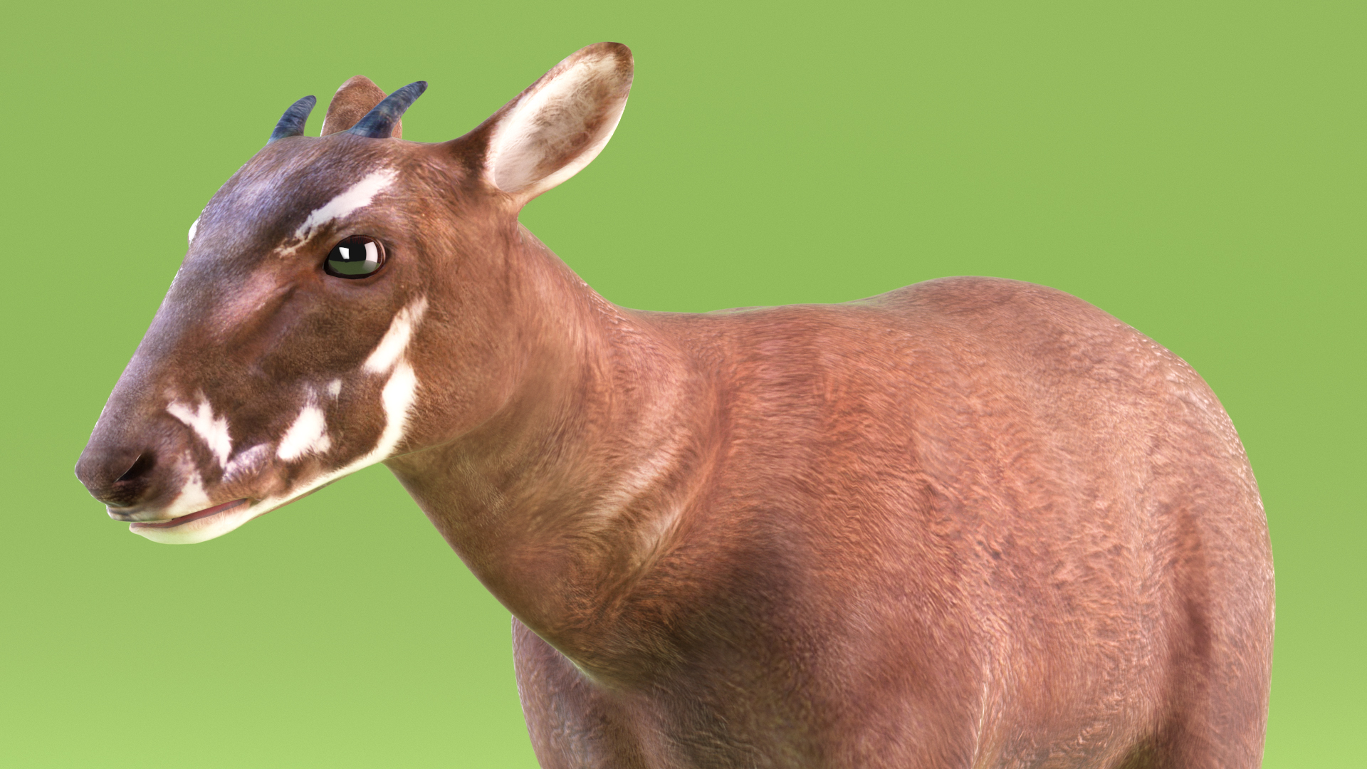 Saola Rigged 3D
