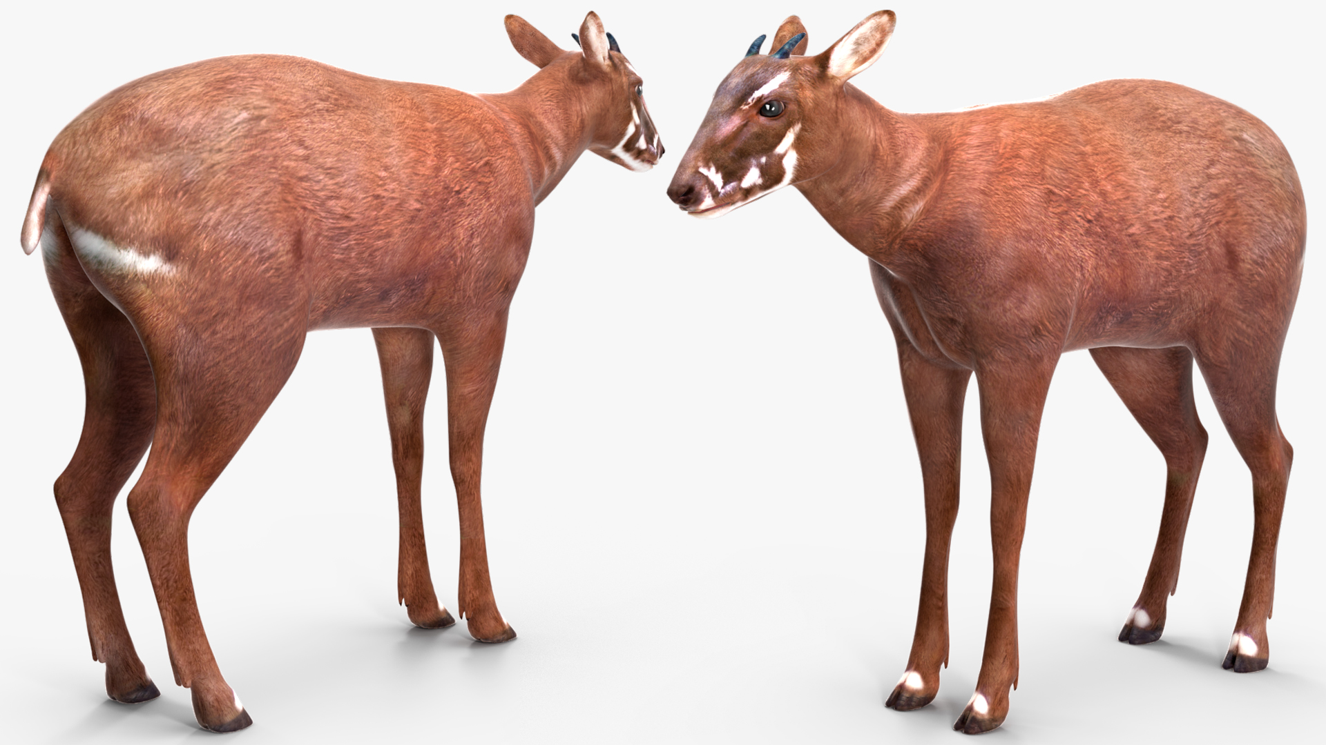 Saola Rigged 3D