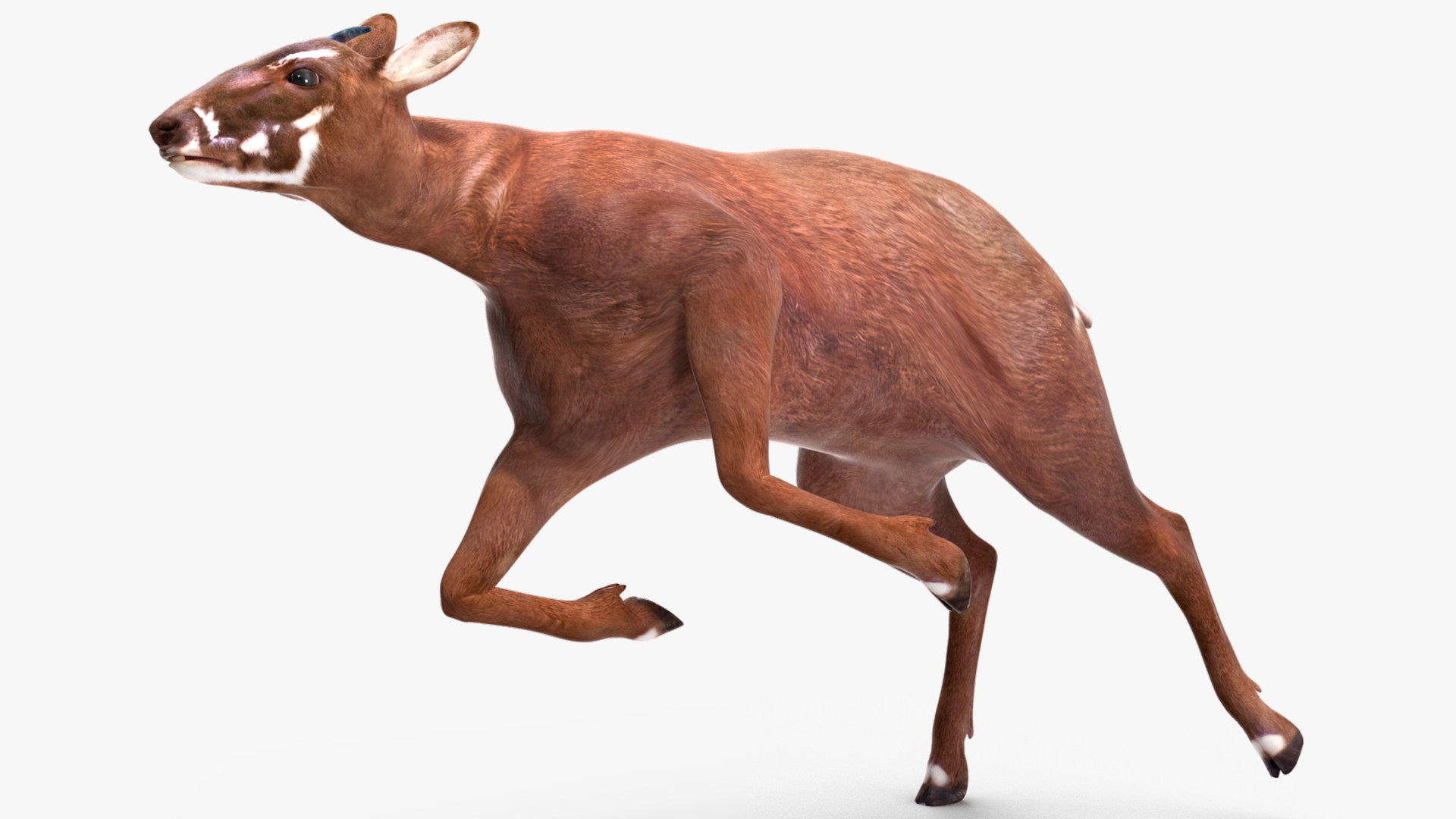 Saola Rigged 3D