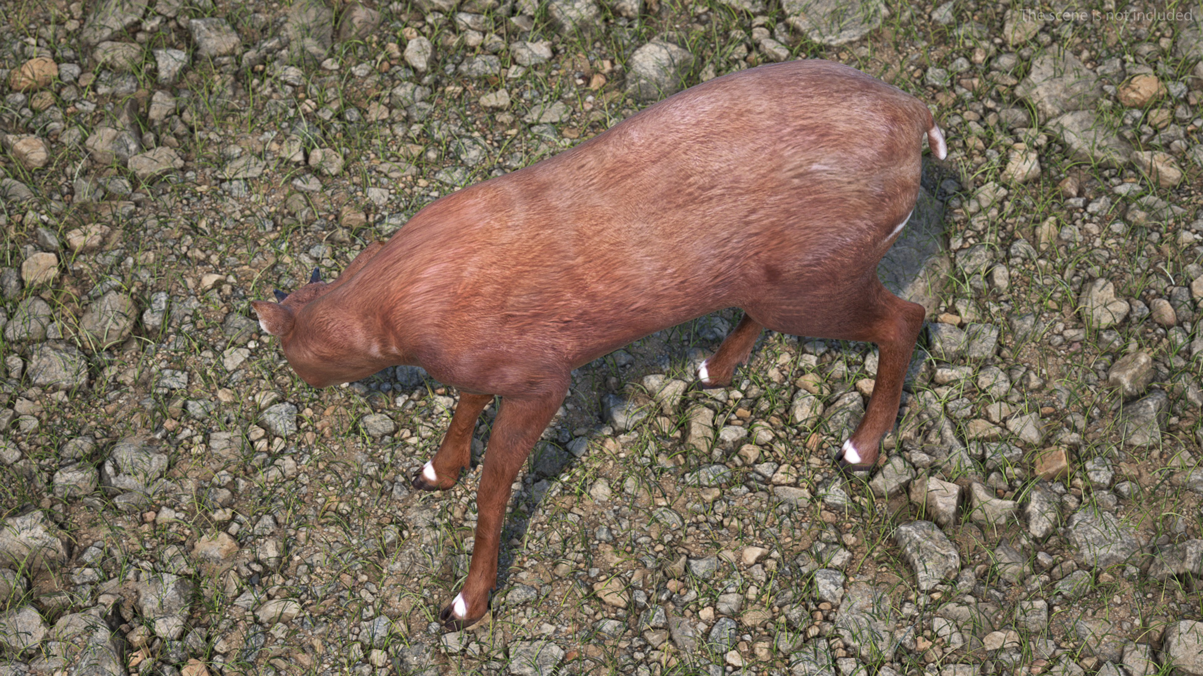 Saola Rigged 3D