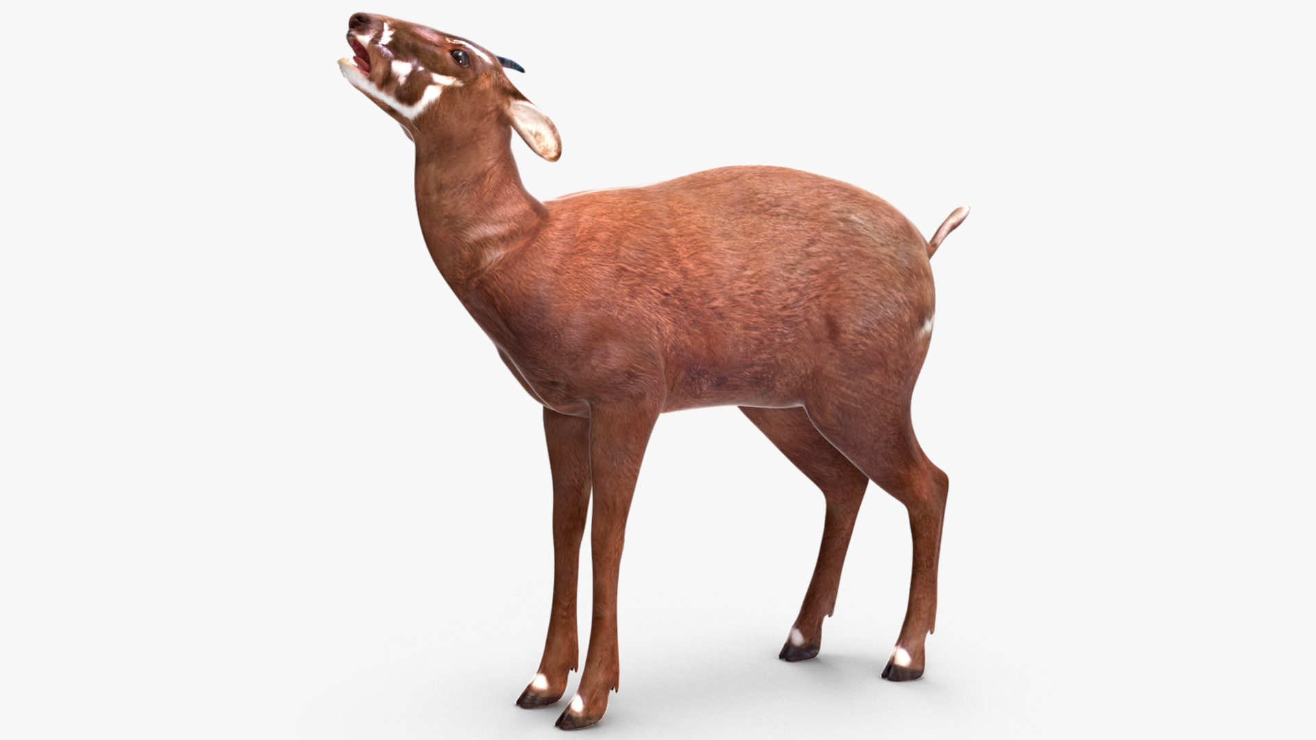 Saola Rigged 3D