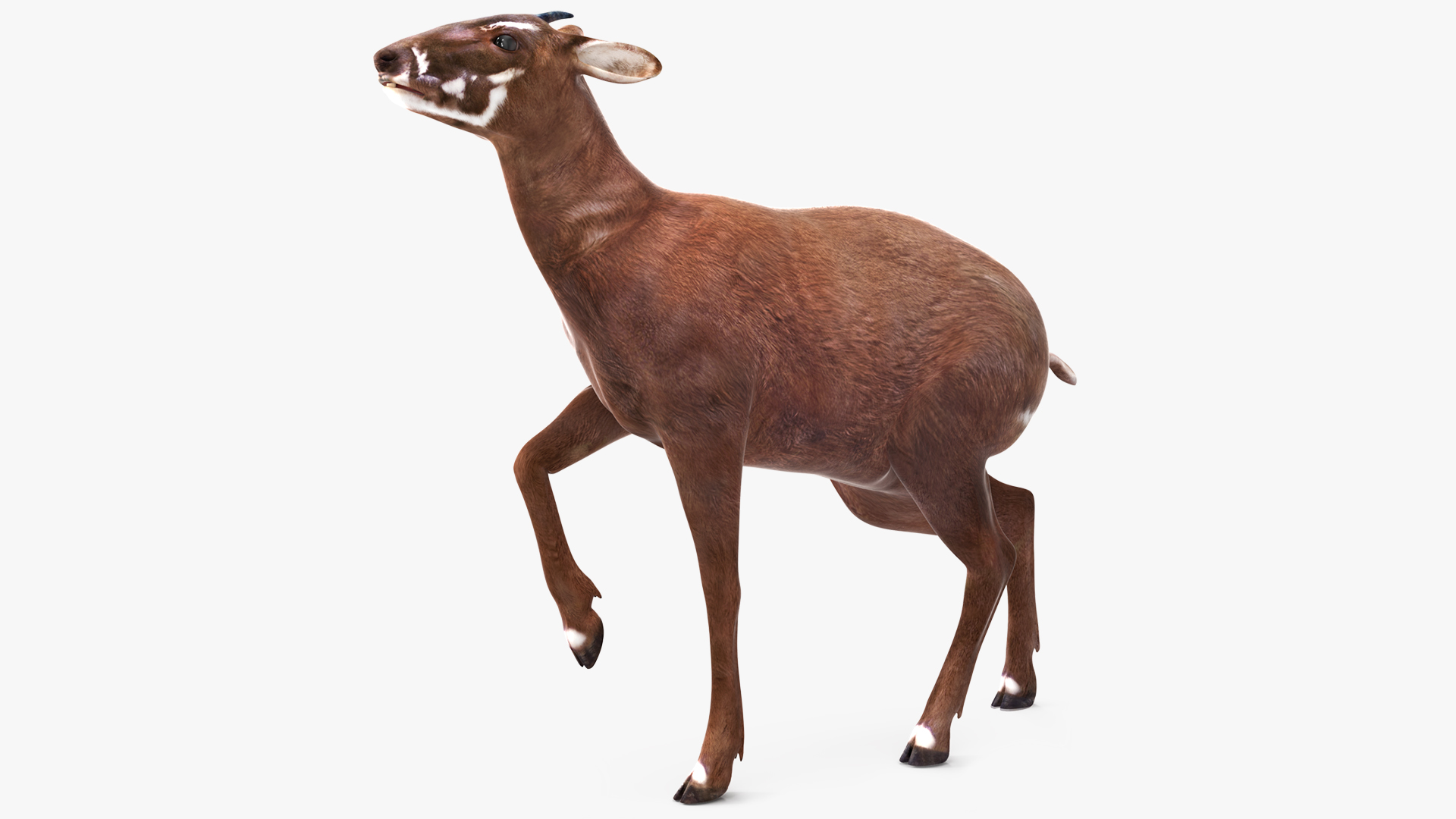 Saola Rigged 3D