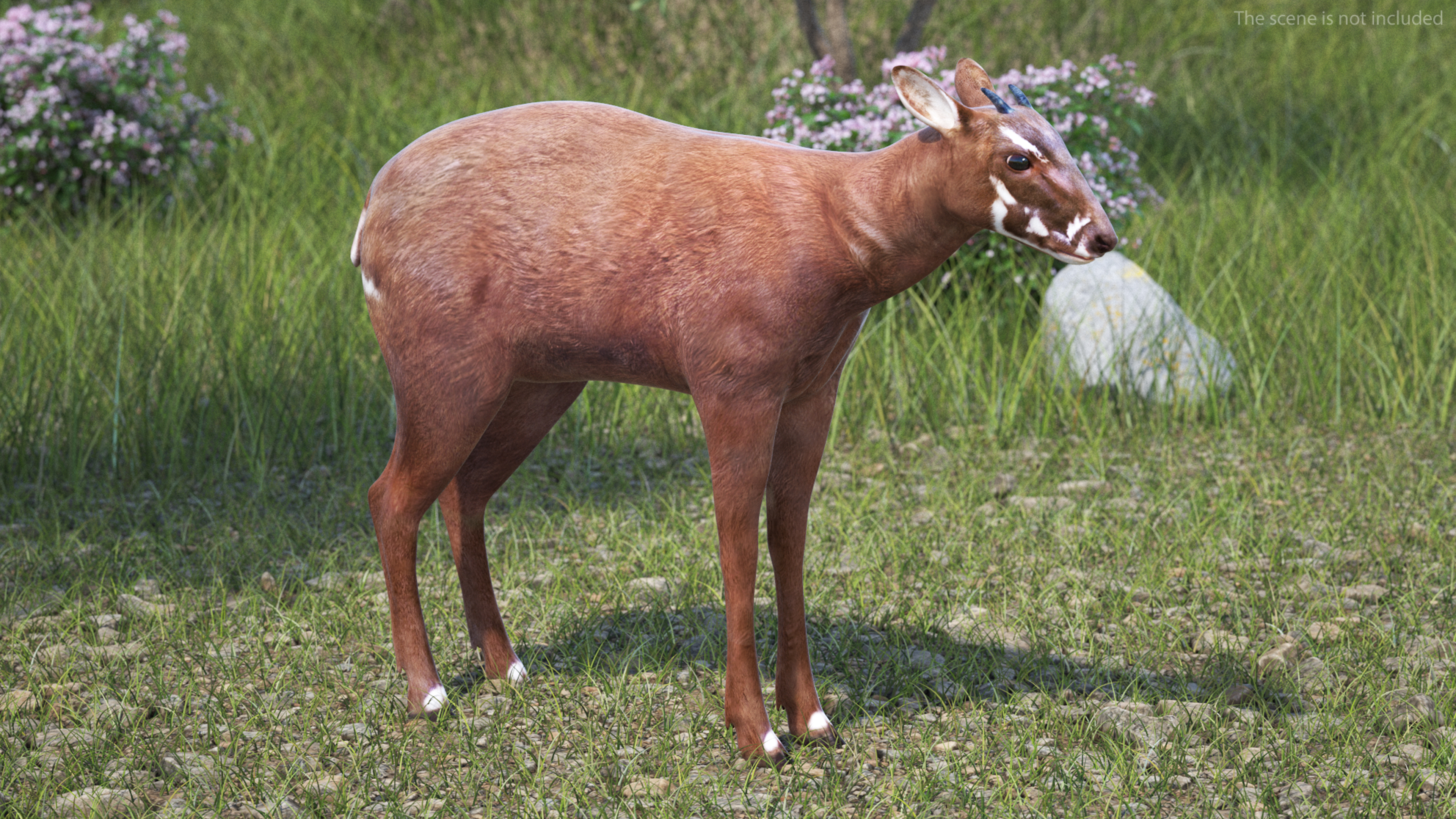 Saola Rigged 3D