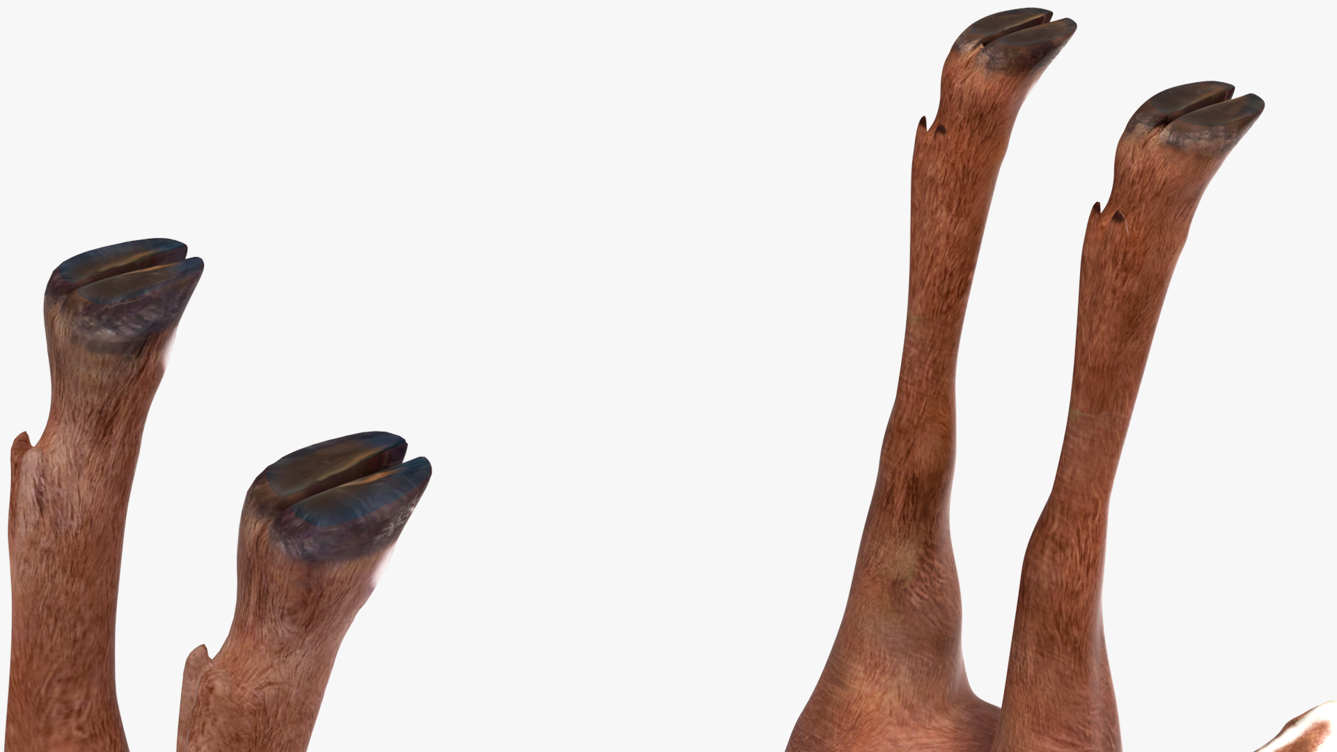 Saola Rigged 3D