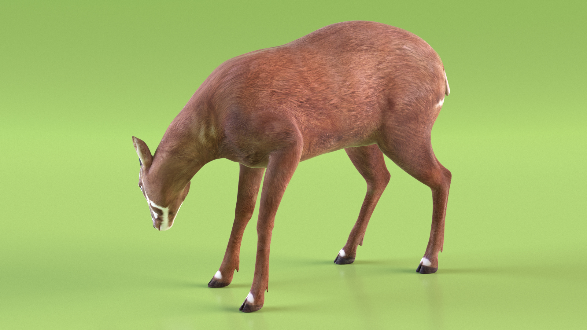 Saola Rigged 3D