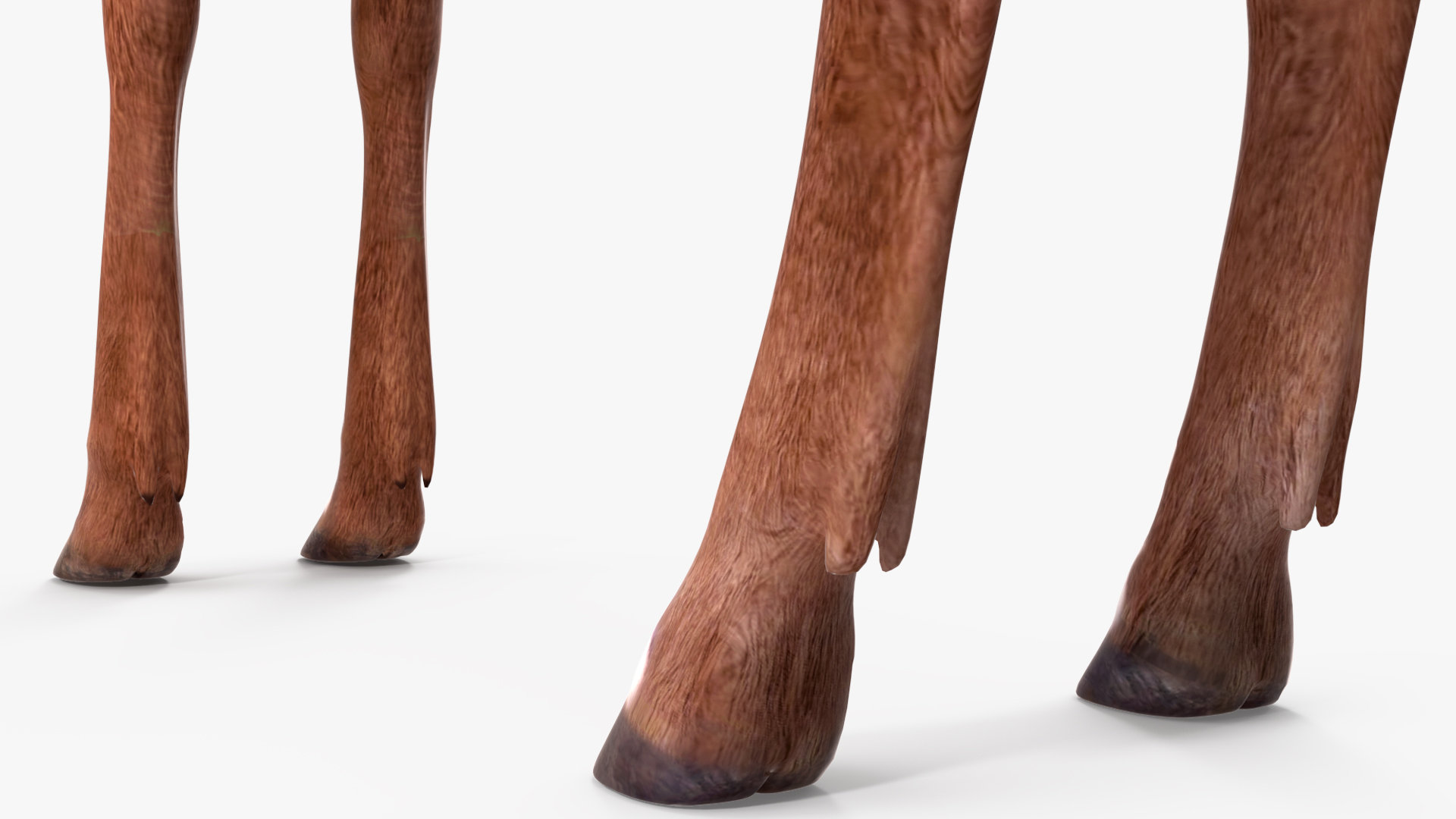 Saola Rigged 3D