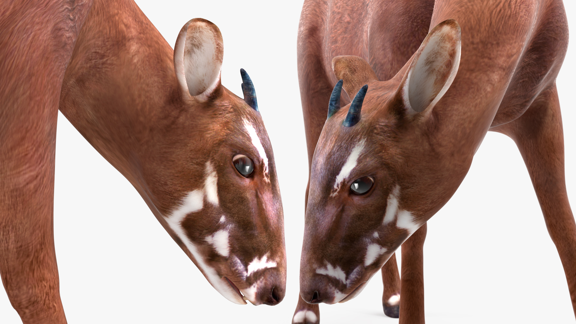 Saola Rigged 3D