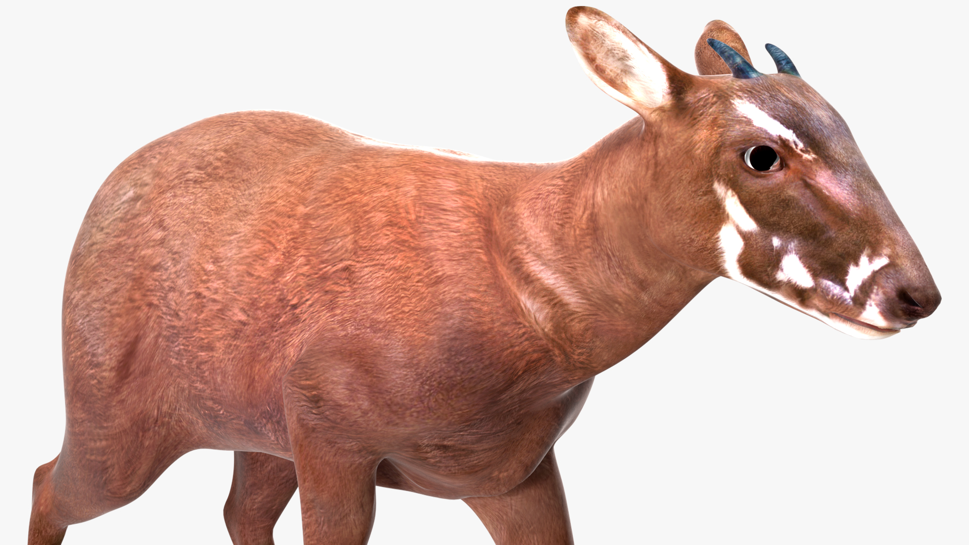 Saola Rigged 3D