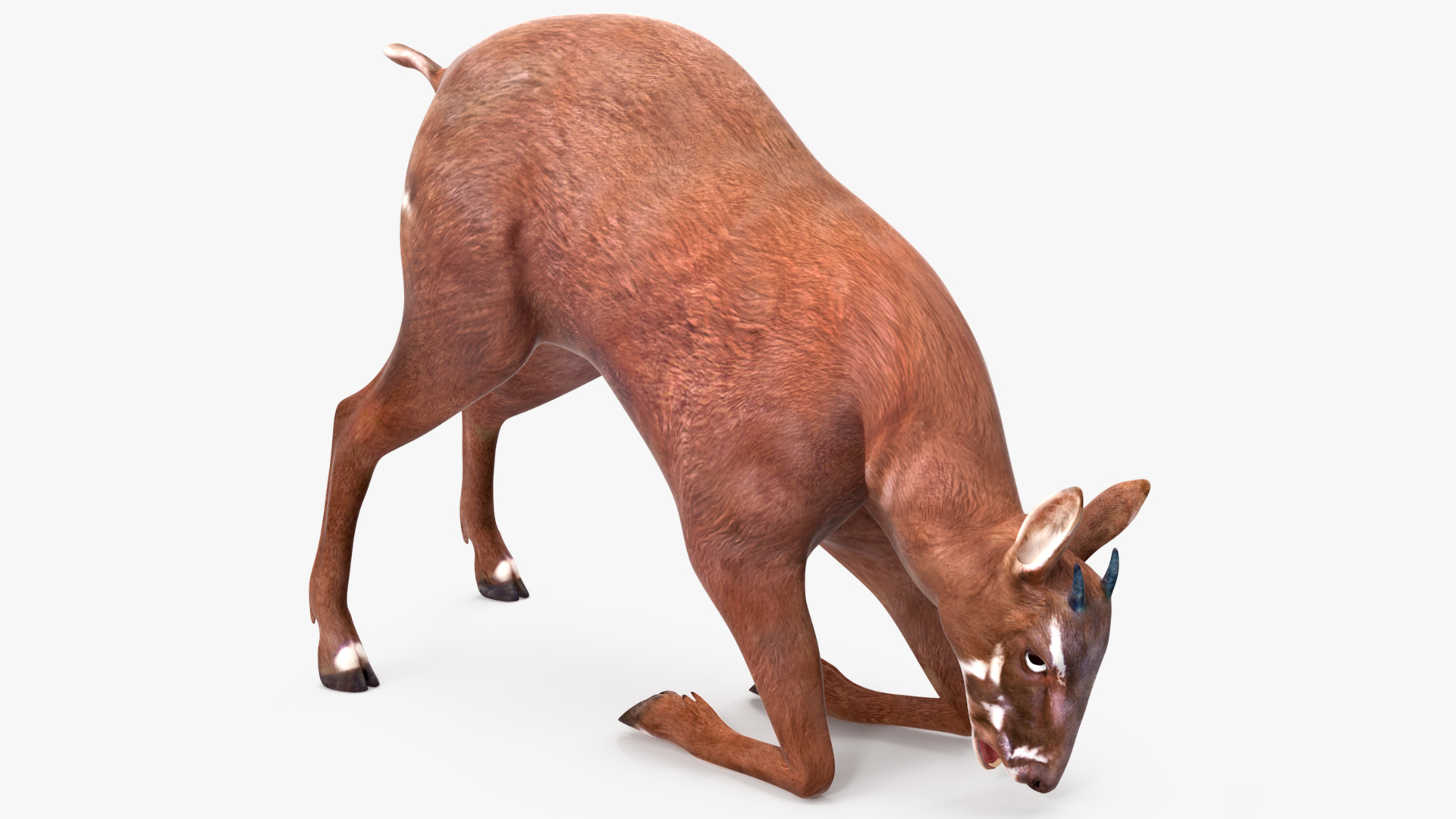 Saola Rigged 3D