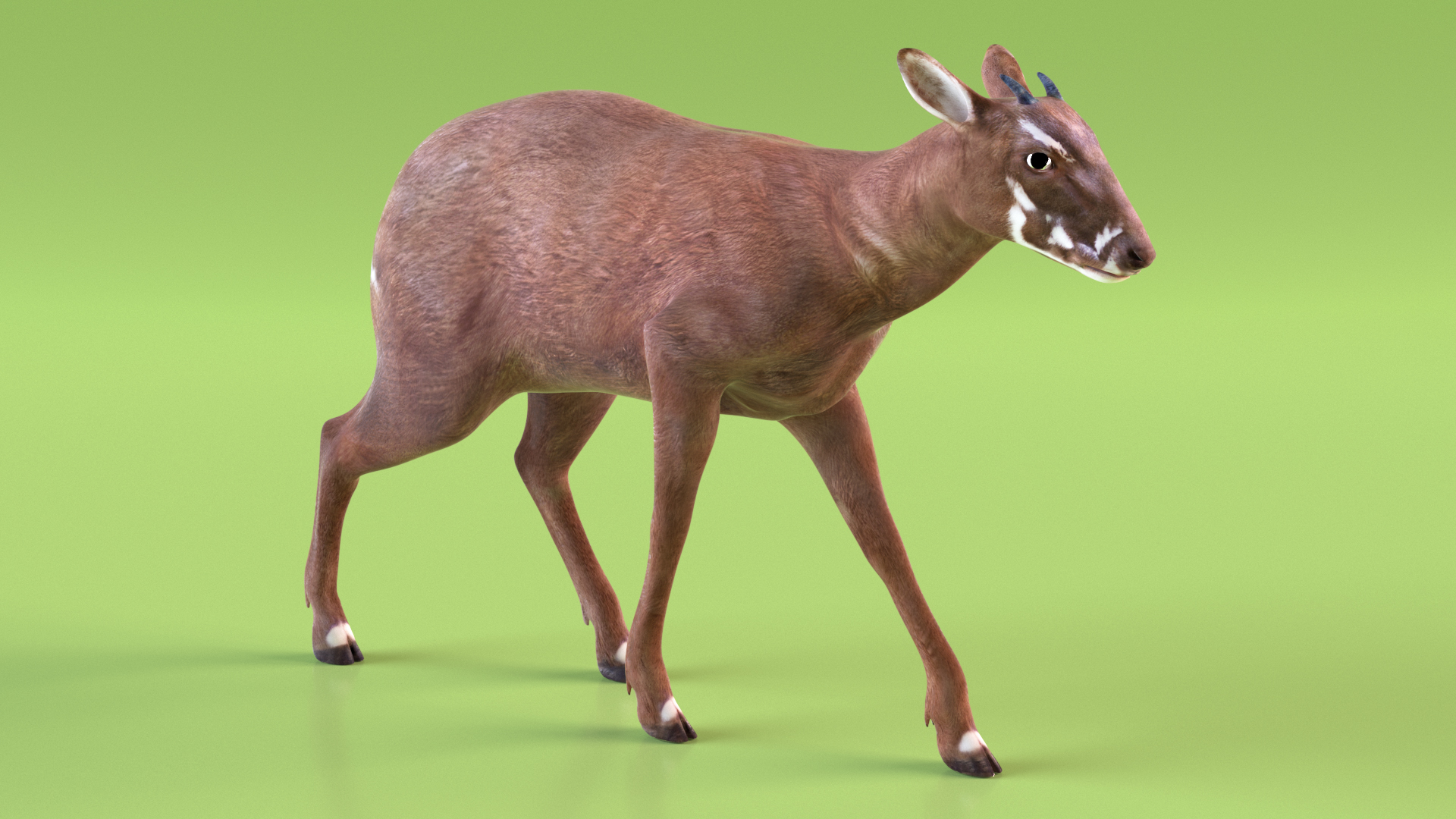 Saola Rigged 3D