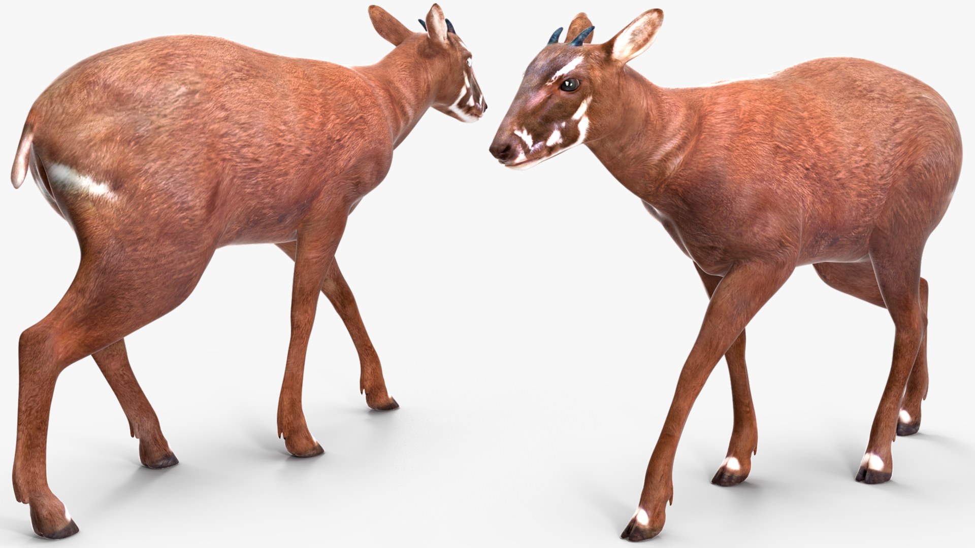 Saola Rigged 3D