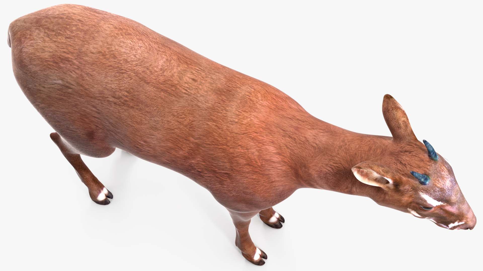 Saola Rigged 3D