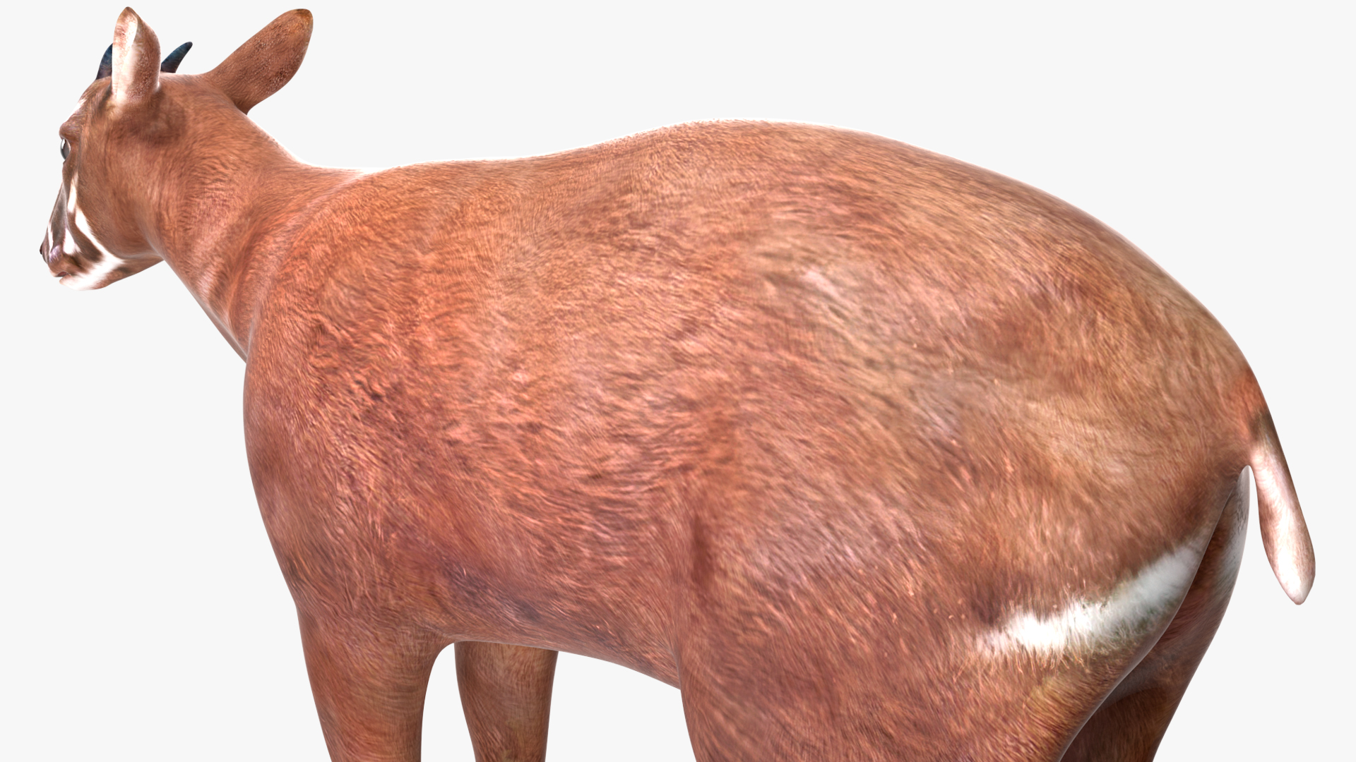 Saola Rigged 3D