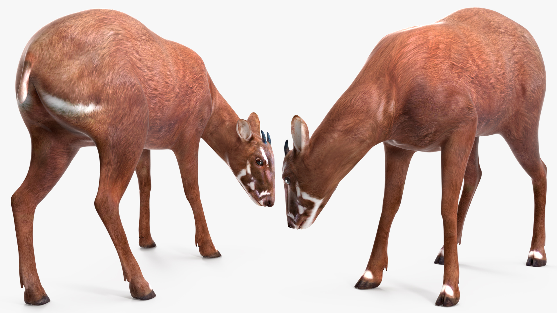 Saola Rigged 3D