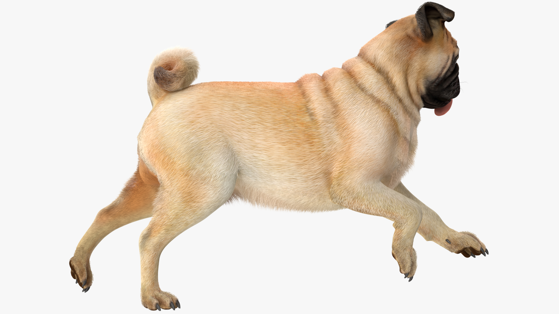 3D model Pug Dog Run Pose Fur