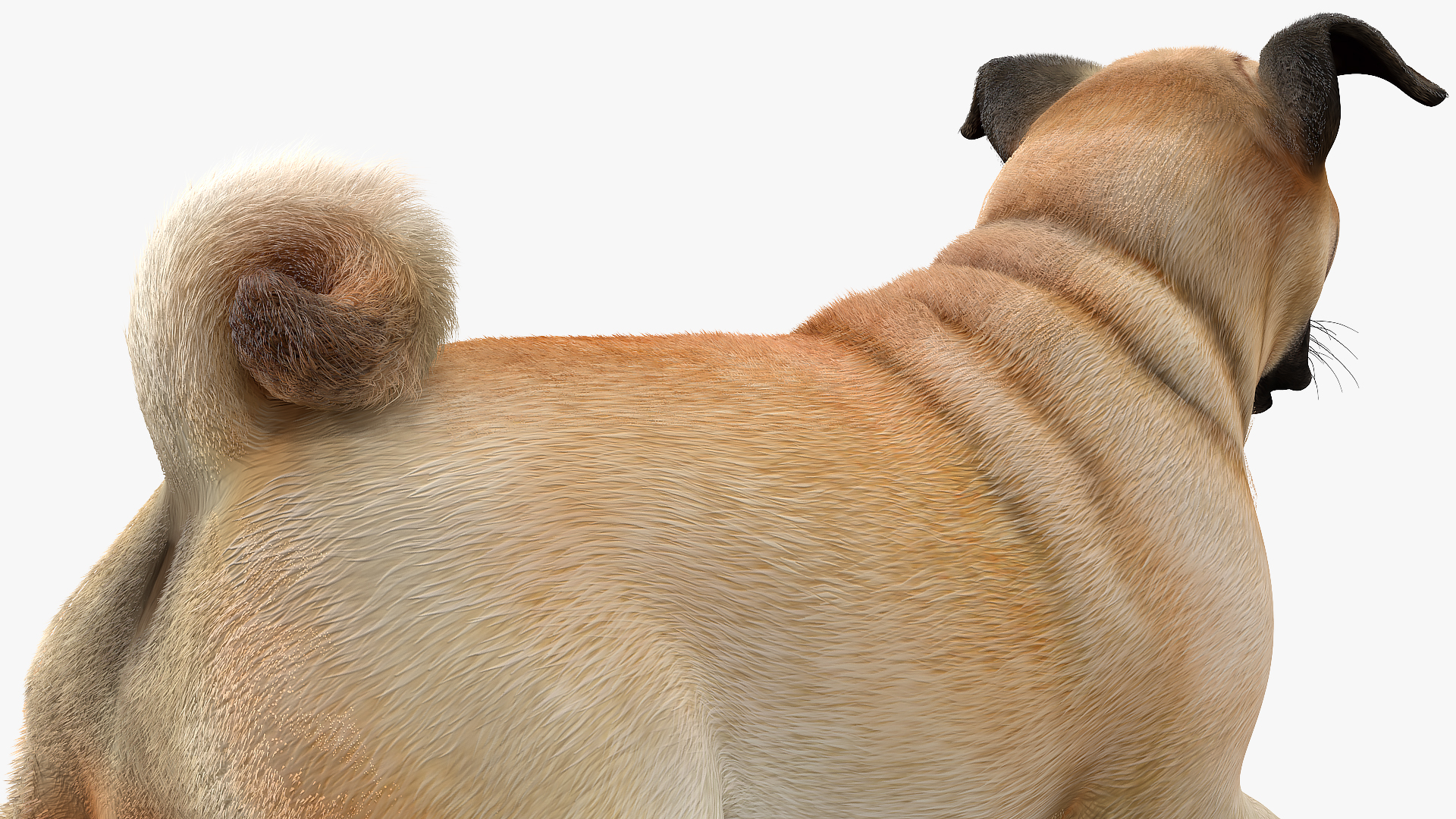 3D model Pug Dog Run Pose Fur