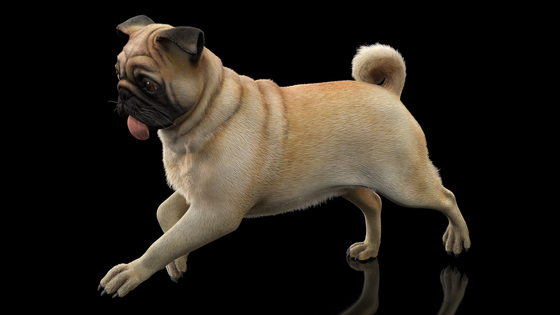 3D model Pug Dog Run Pose Fur