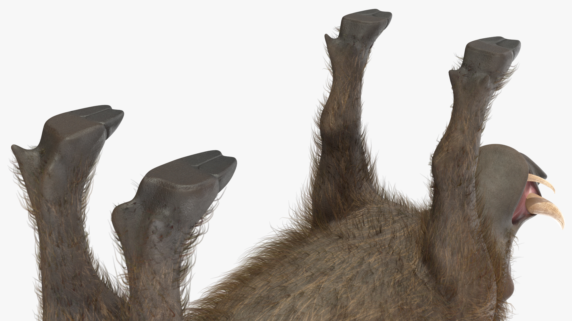 3D model Southern Warthog Base Pose Fur