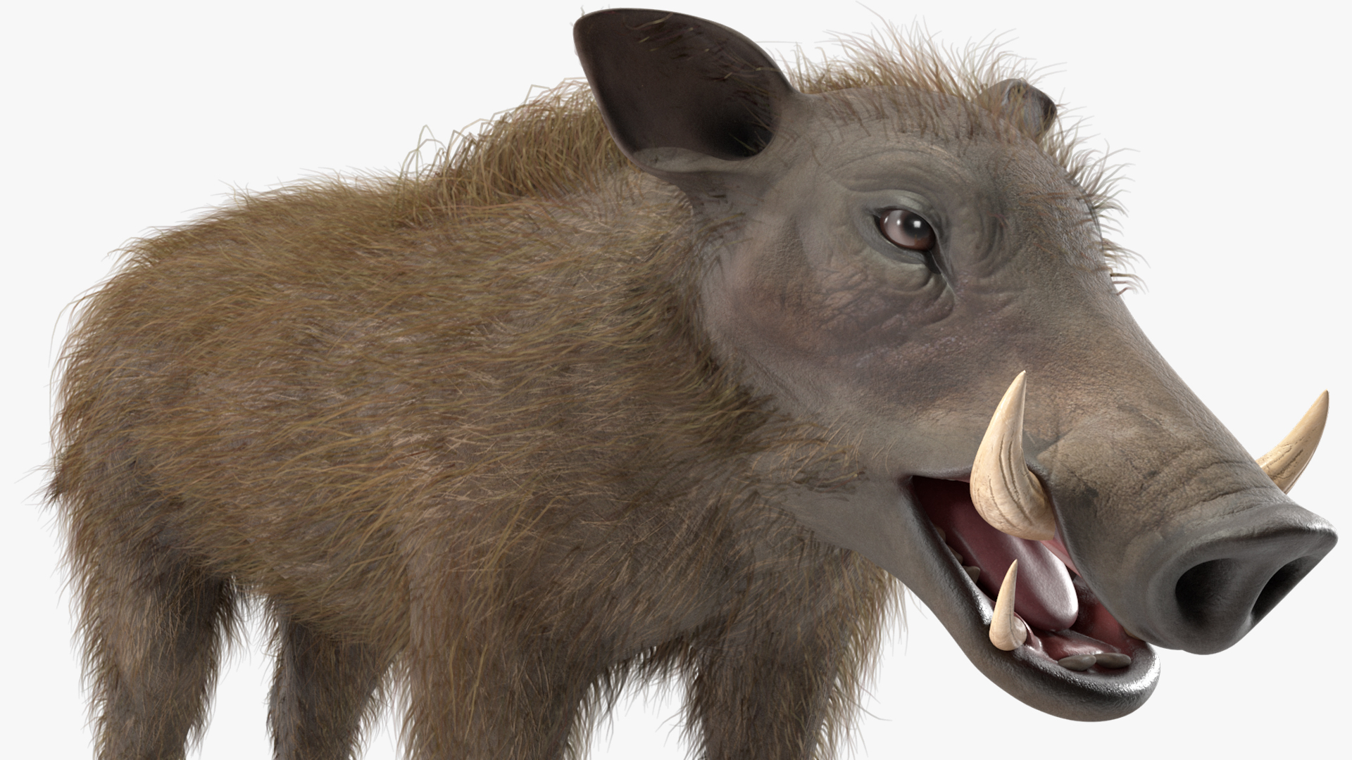 3D model Southern Warthog Base Pose Fur