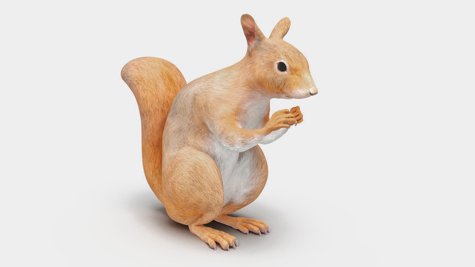 3D Red Squirrel Rigged for Maya model