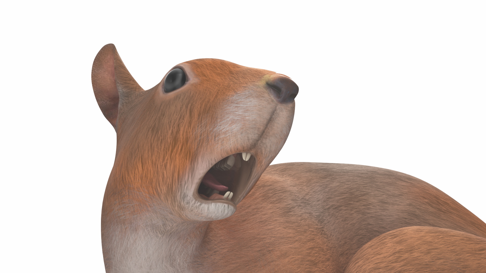 3D Red Squirrel Rigged for Maya model
