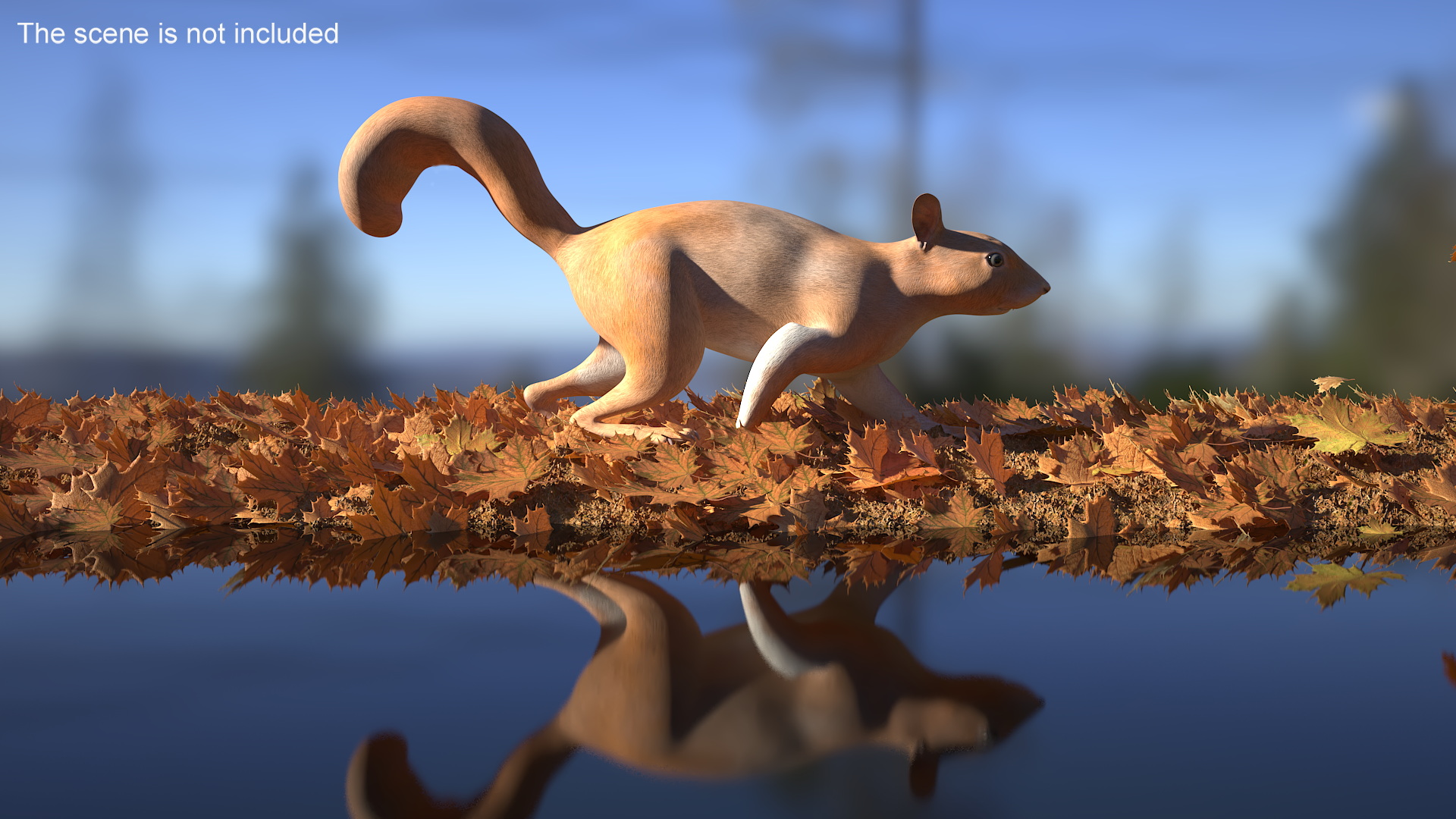 3D Red Squirrel Rigged for Maya model