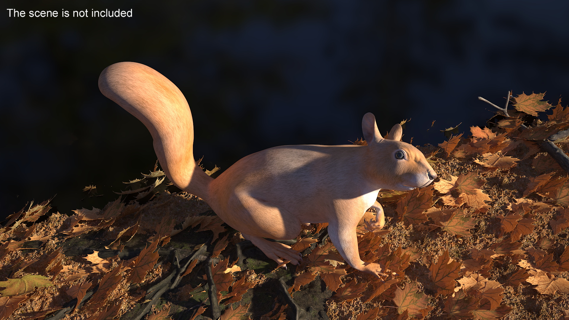 3D Red Squirrel Rigged for Maya model