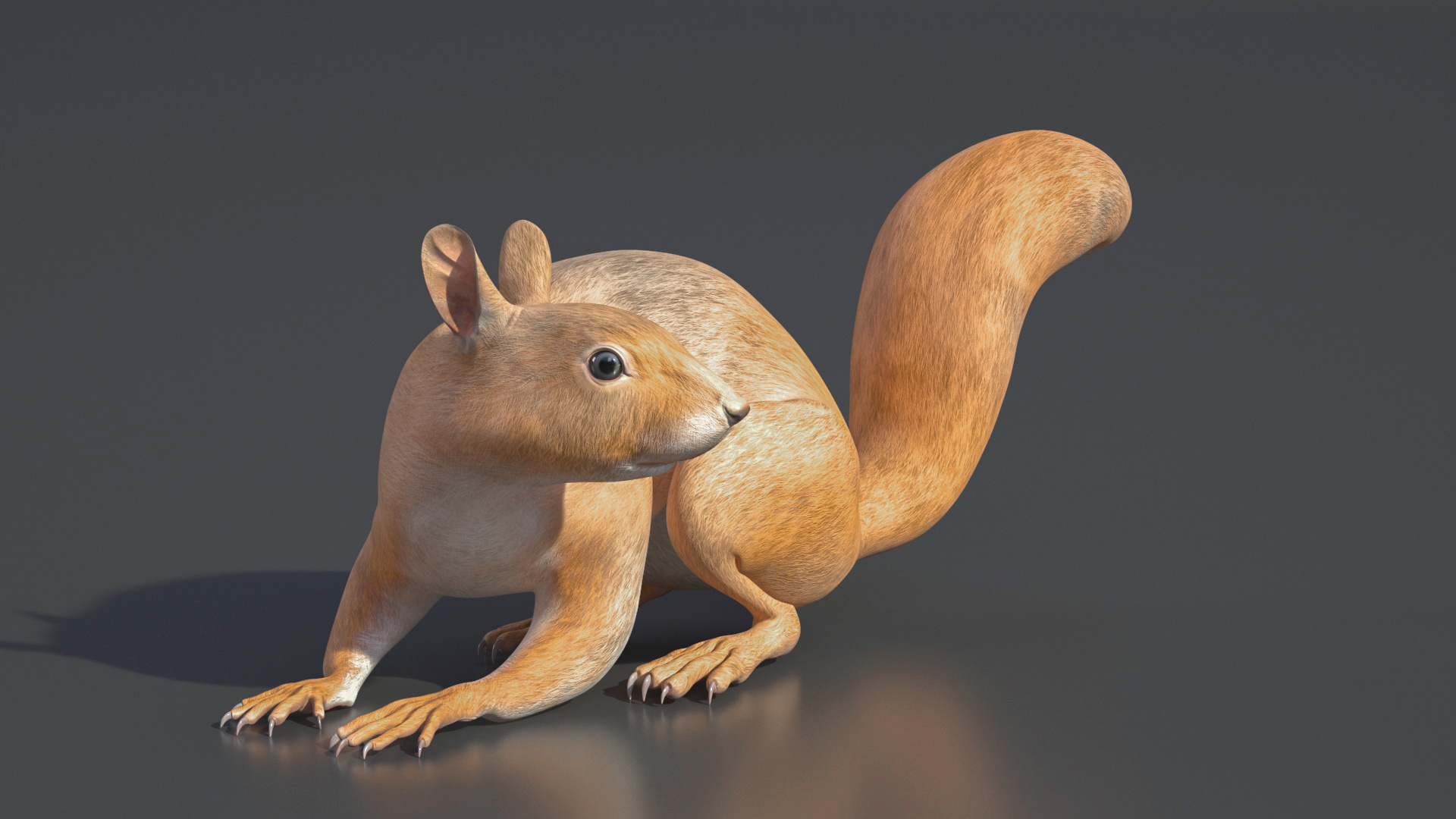 3D Red Squirrel Rigged for Maya model