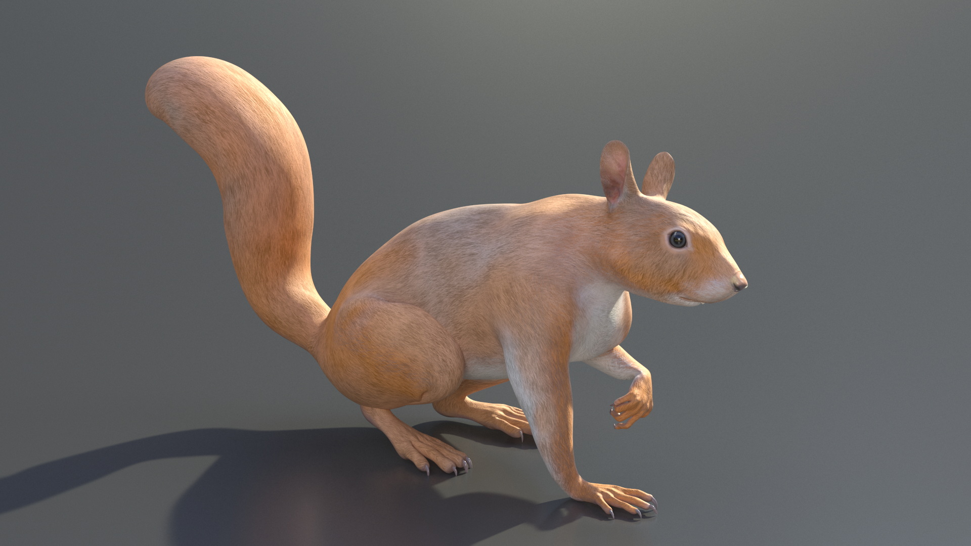 3D Red Squirrel Rigged for Maya model