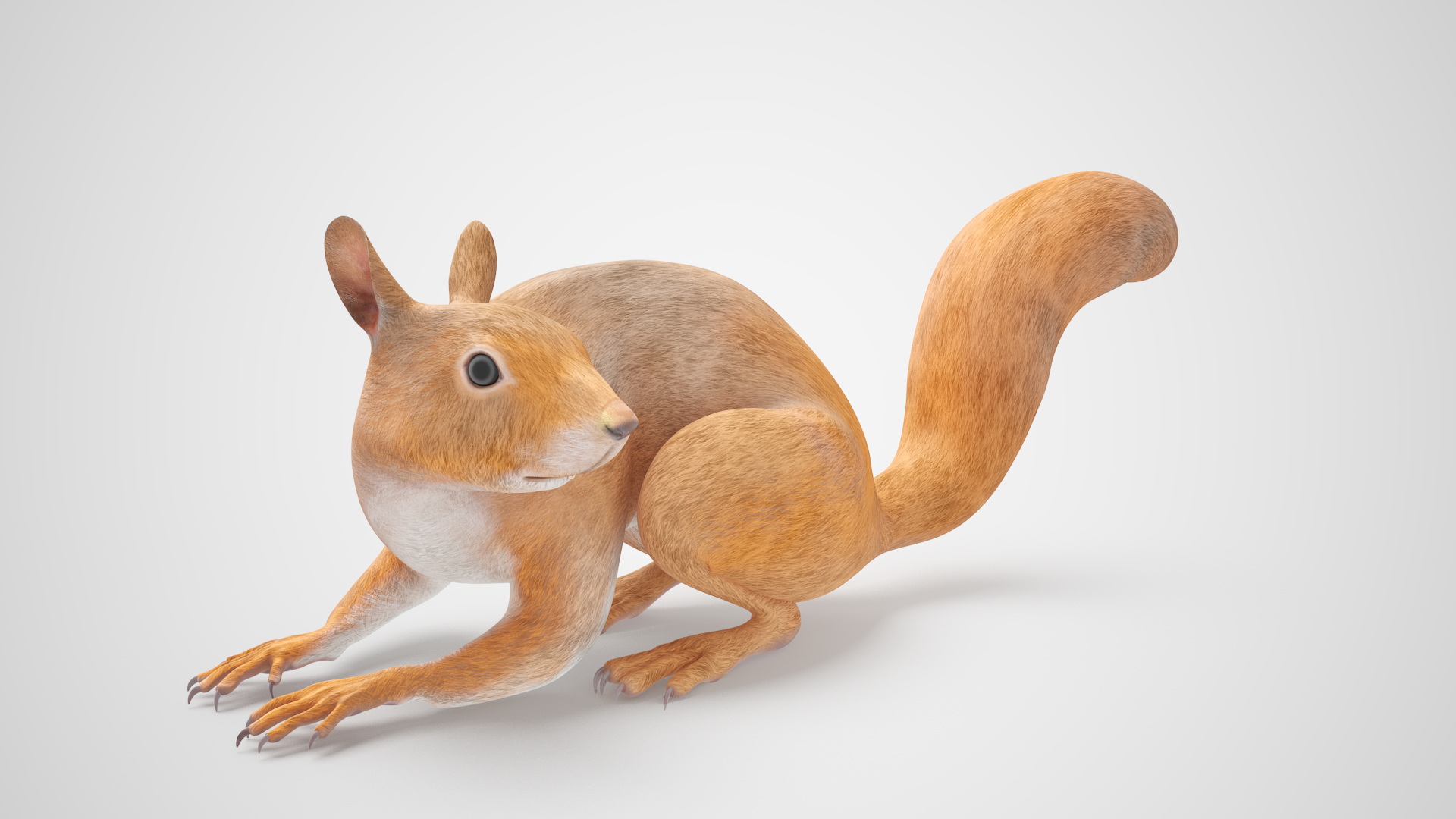 3D Red Squirrel Rigged for Maya model