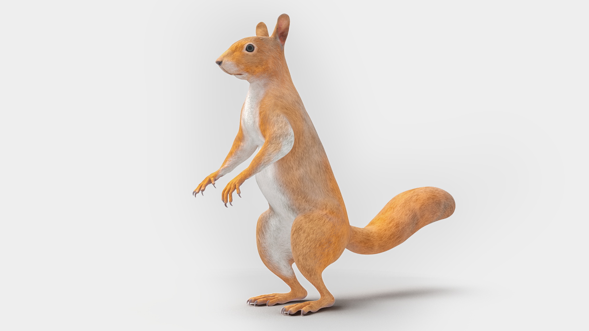 3D Red Squirrel Rigged for Maya model