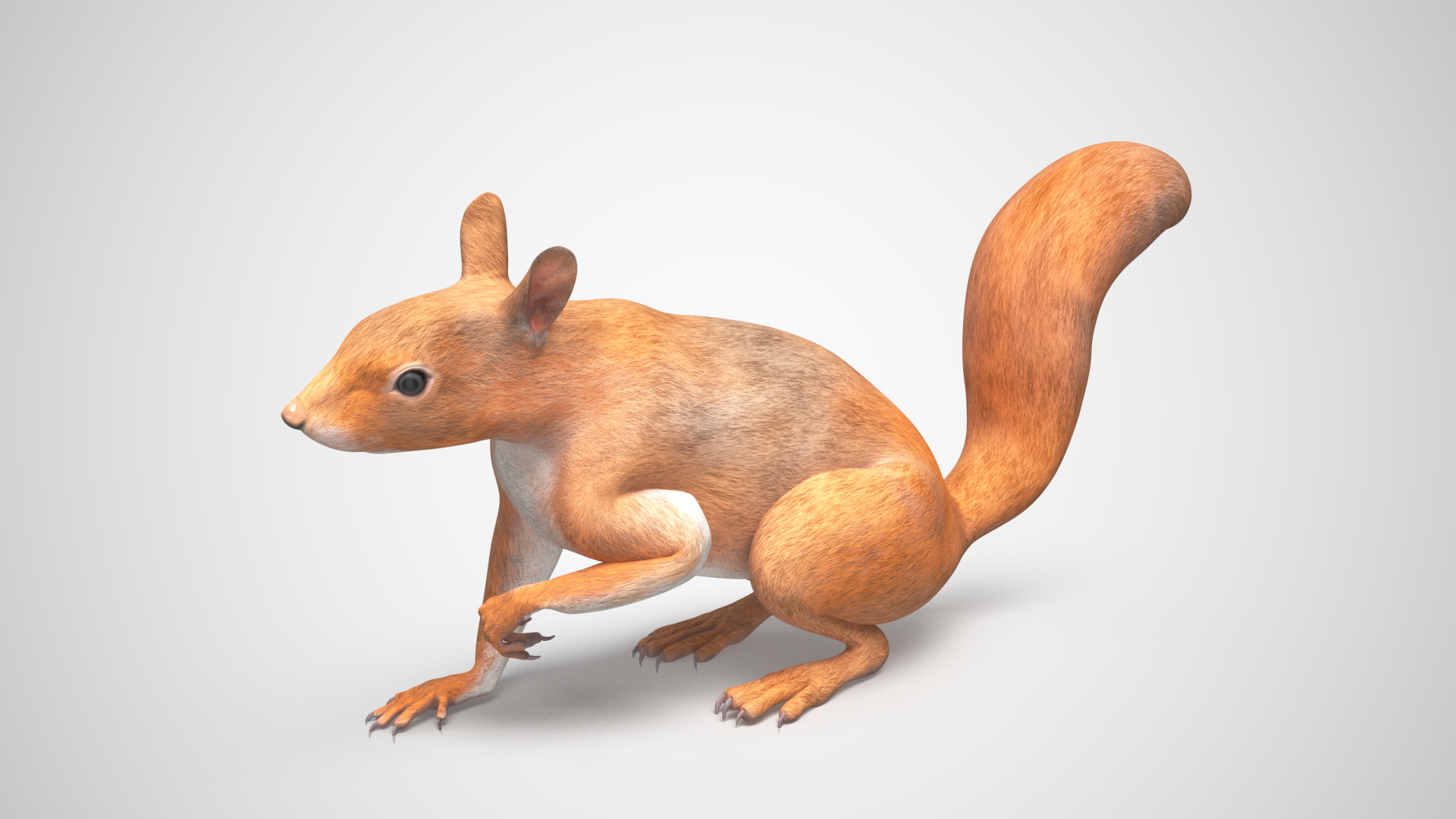 3D Red Squirrel Rigged for Maya model