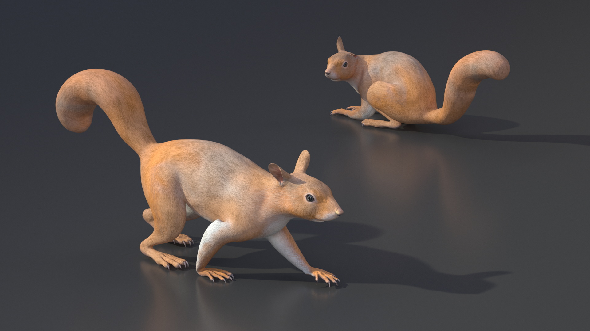 3D Red Squirrel Rigged for Maya model