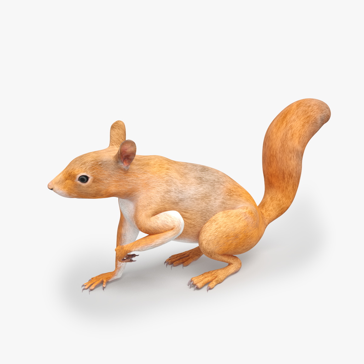 3D Red Squirrel Rigged for Maya model