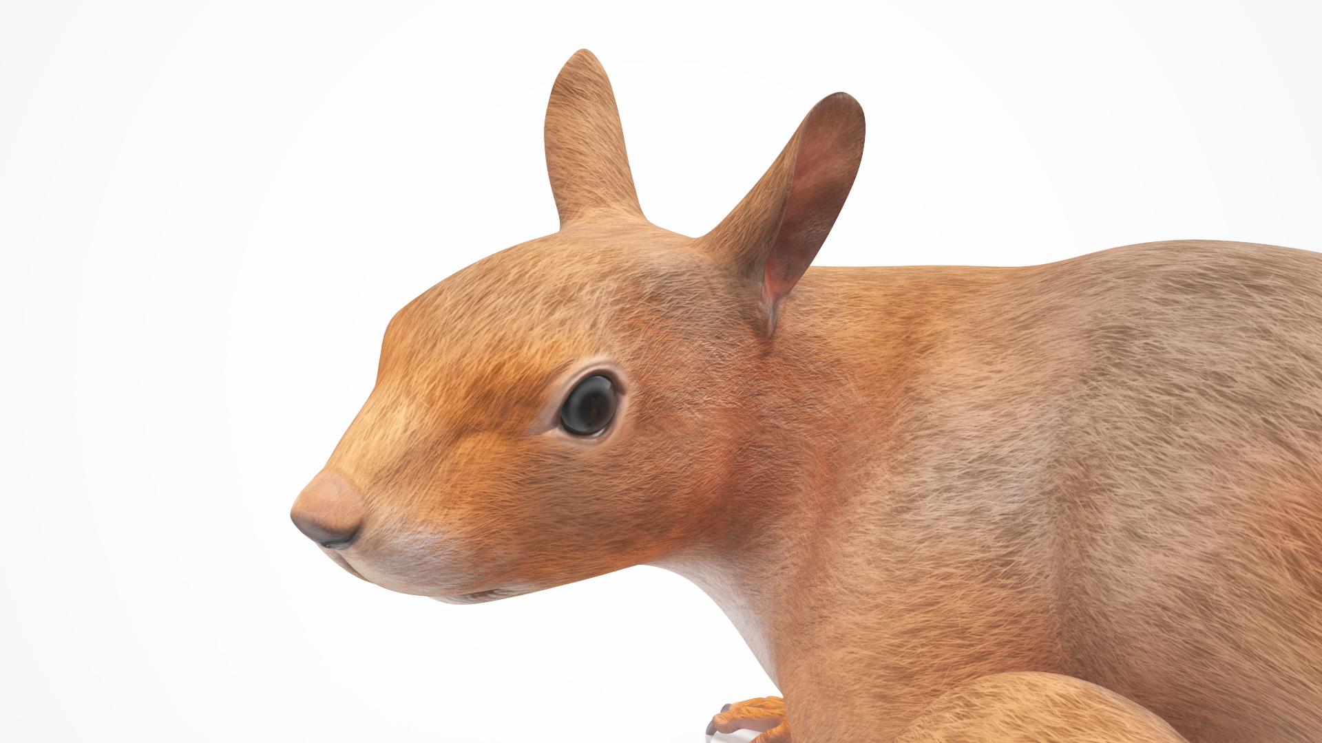 3D Red Squirrel Rigged for Maya model
