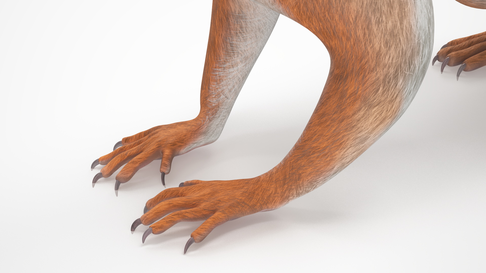3D Red Squirrel Rigged for Maya model