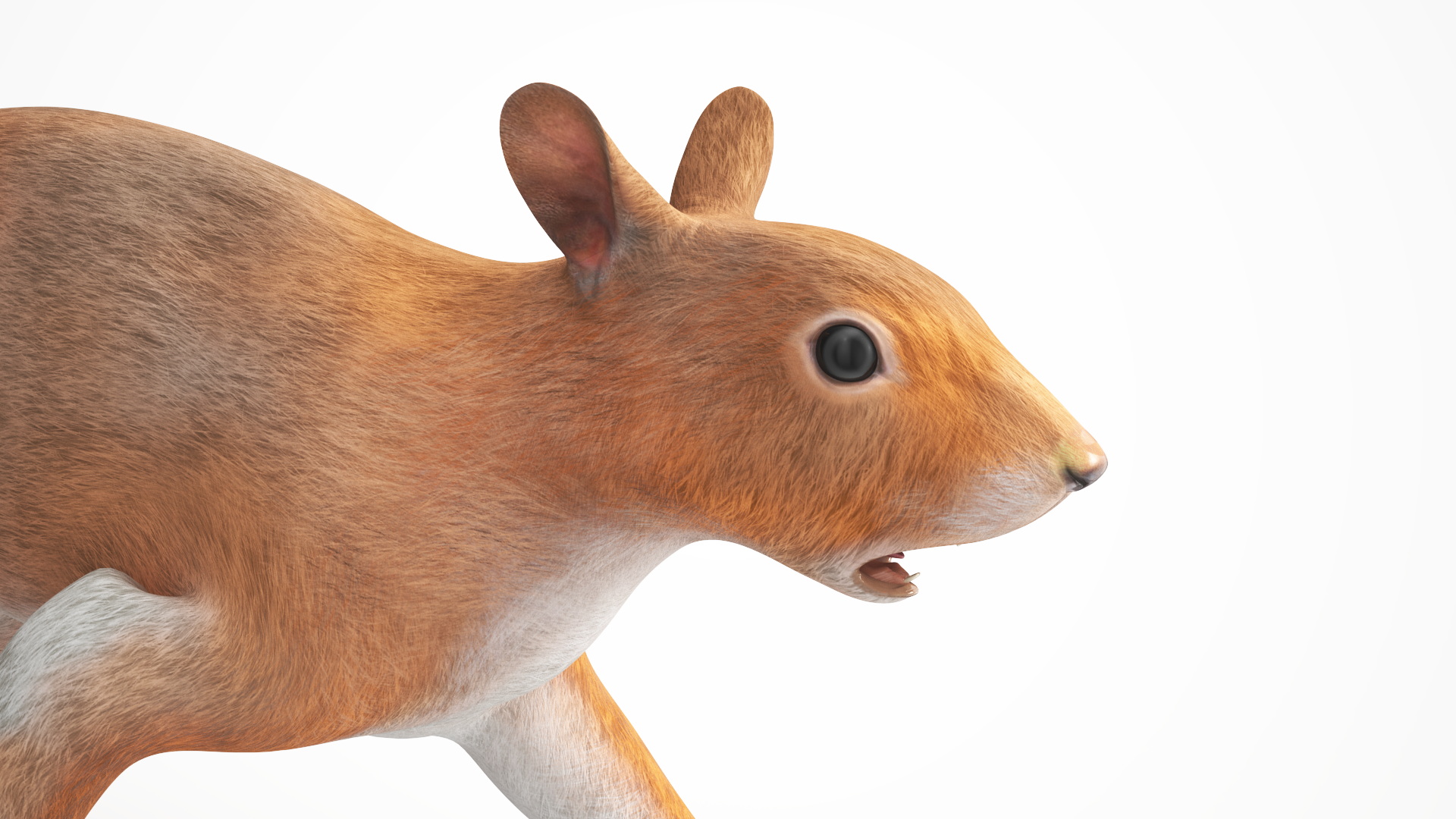 3D Red Squirrel Rigged for Maya model
