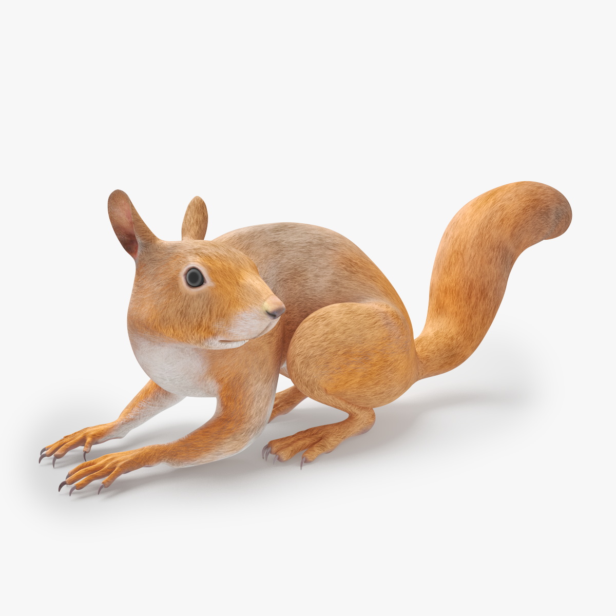 3D Red Squirrel Rigged for Maya model