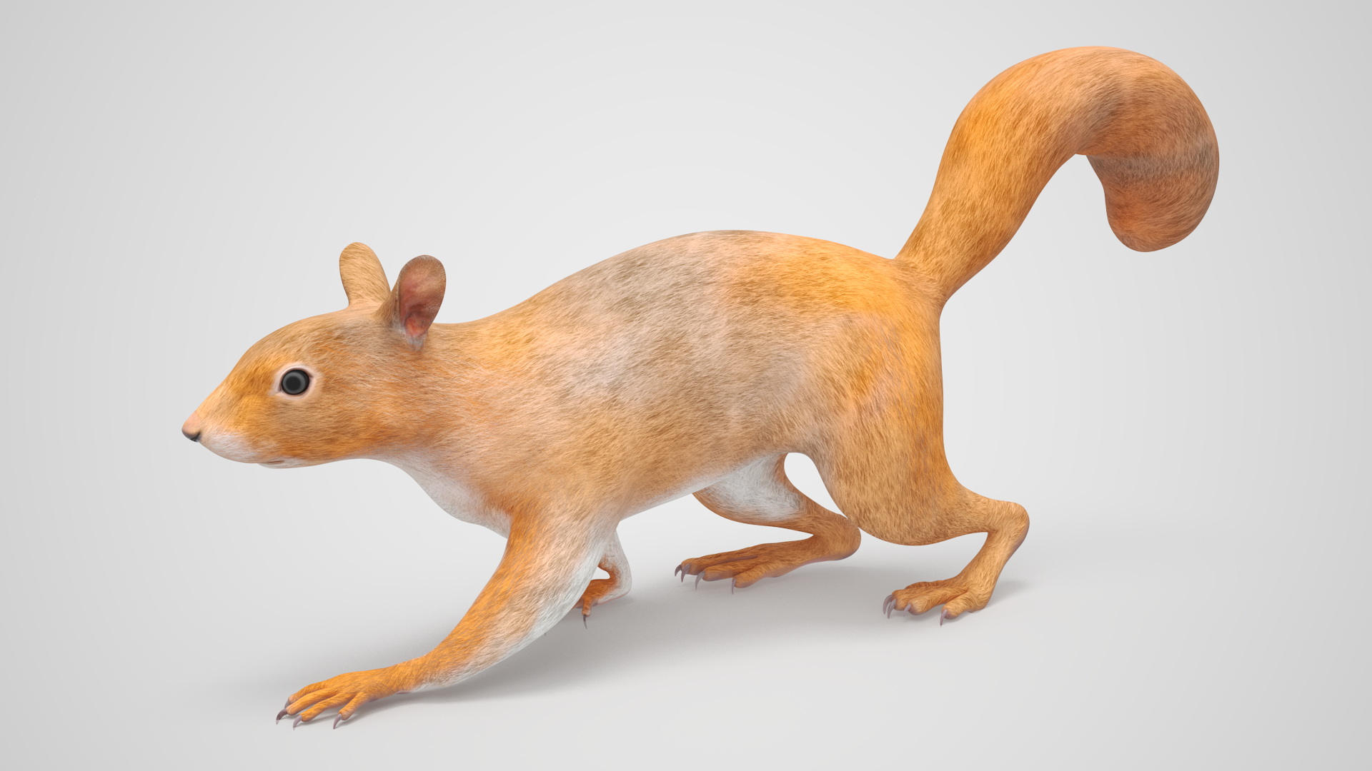 3D Red Squirrel Rigged for Maya model