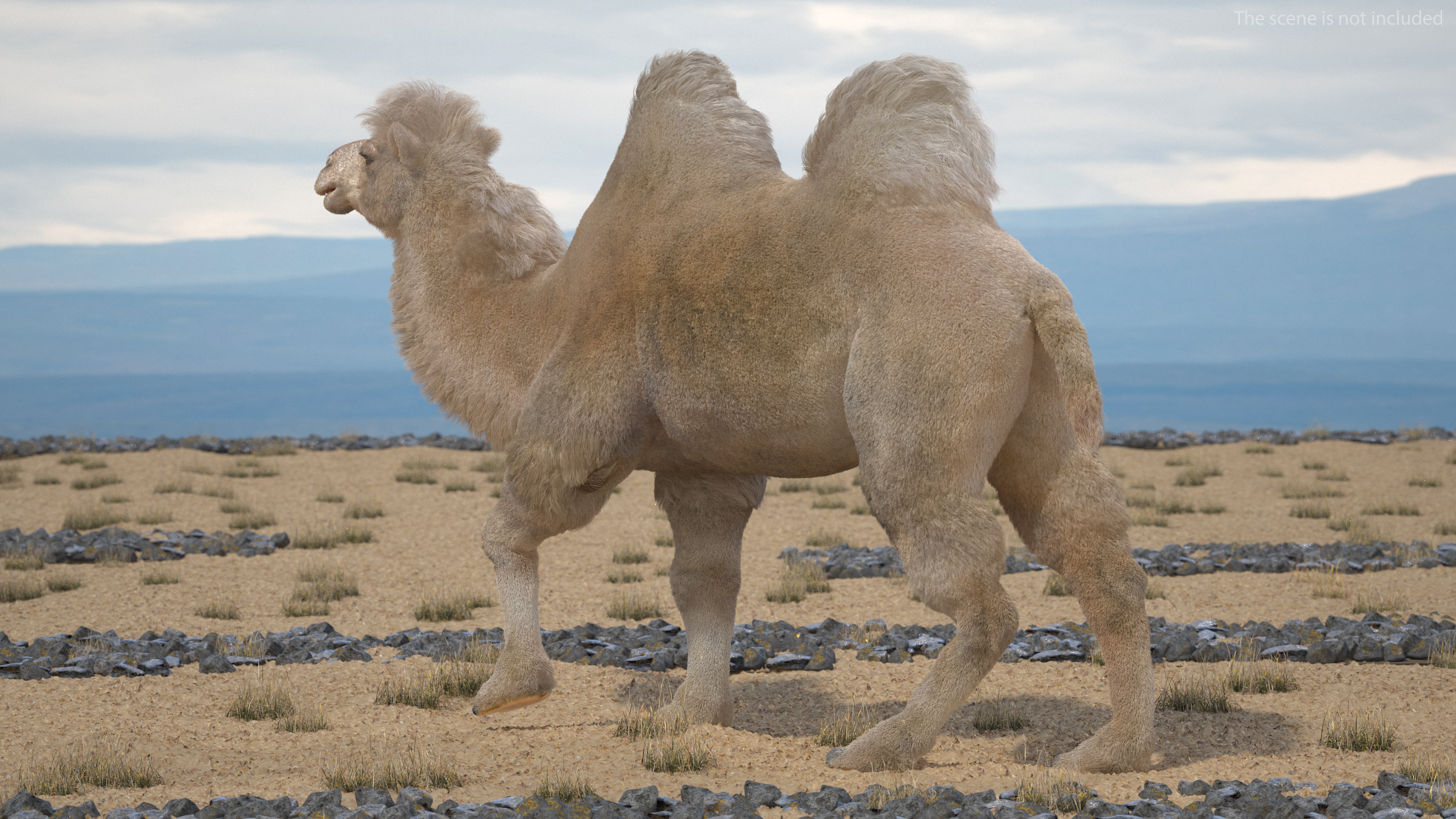 3D model Bactrian Camel Light Colored Walking Pose Fur