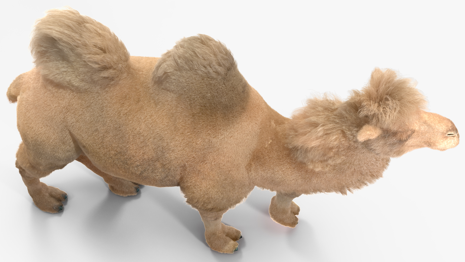 3D model Bactrian Camel Light Colored Walking Pose Fur