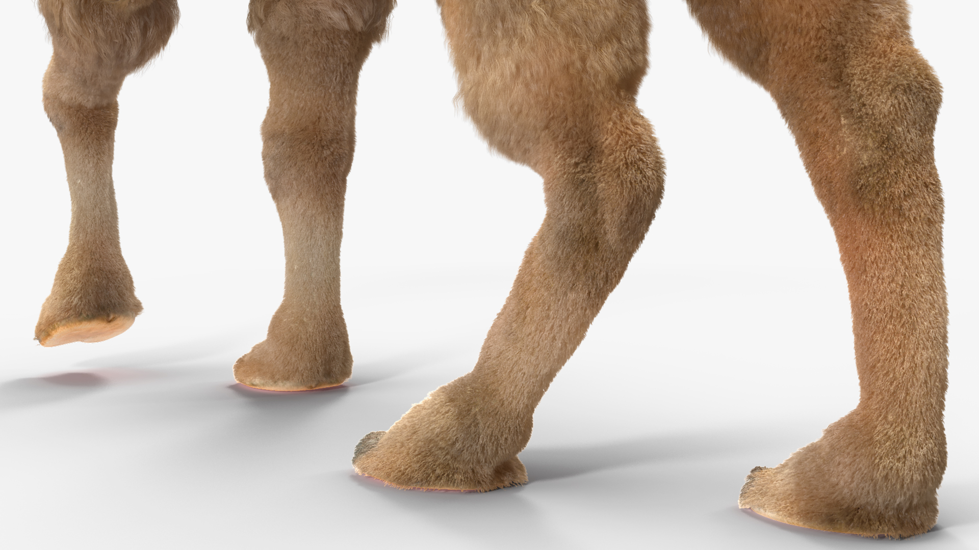 3D model Bactrian Camel Light Colored Walking Pose Fur
