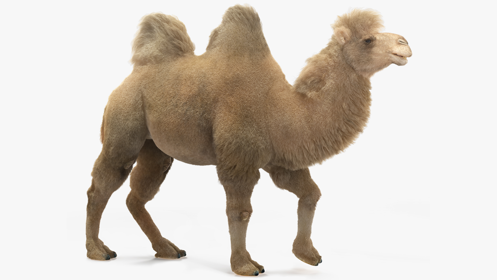 3D model Bactrian Camel Light Colored Walking Pose Fur