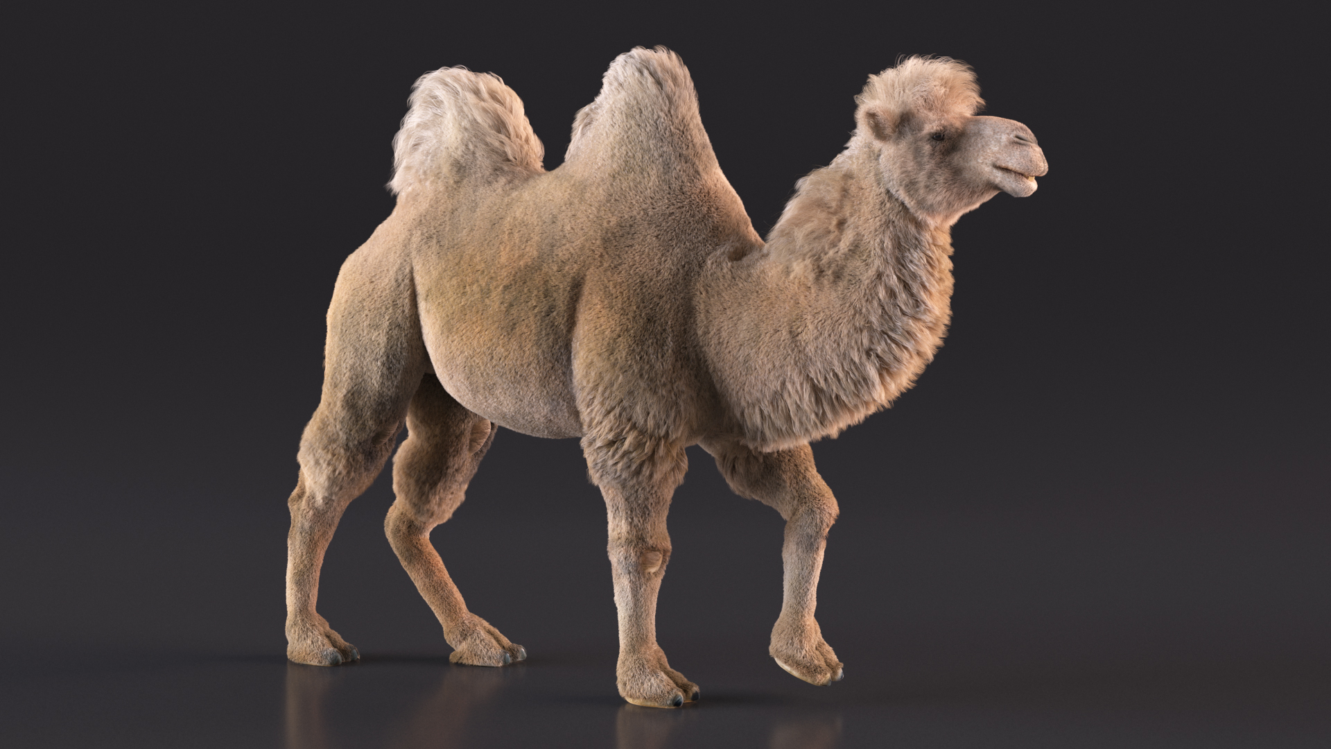 3D model Bactrian Camel Light Colored Walking Pose Fur